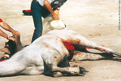 Alliance Anticorrida