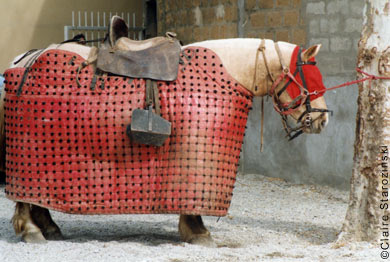 Alliance Anticorrida