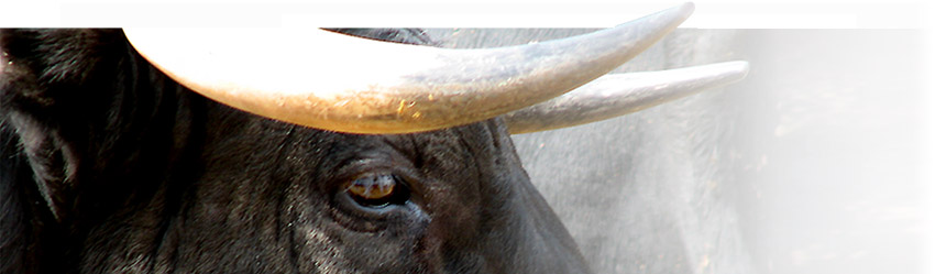 Alliance Anticorrida